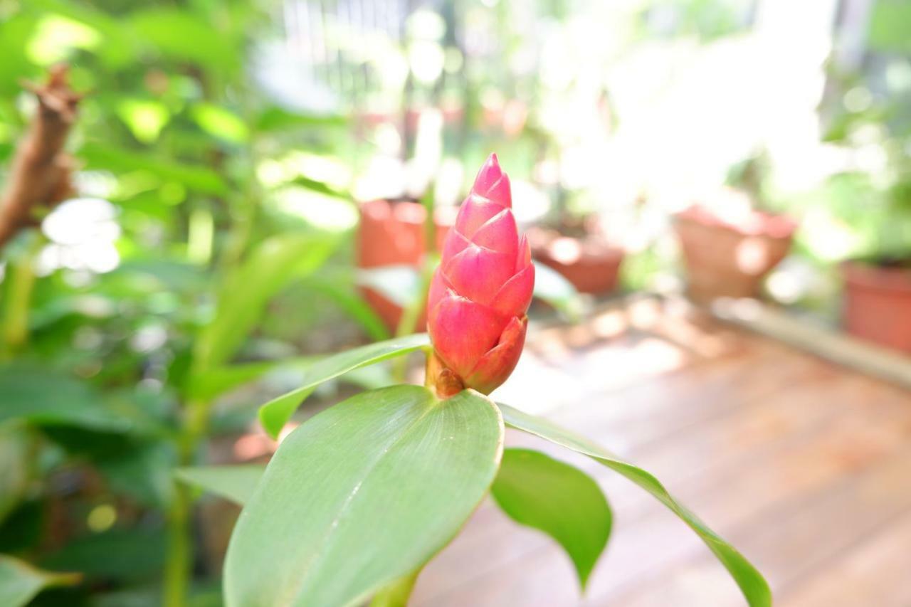 Mon Lodge & Yoga Donmueang Bangkok Exterior foto